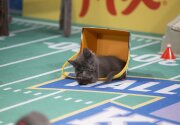 Behind Every Cat-lete - Kitten Bowl V