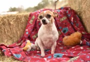 Preview - Best in Snoring Category - 2019 American Rescue Dog Show