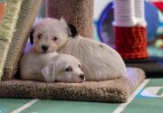 Put a Little Love in Your Heart - Adoption Ever After - Hallmark Channel