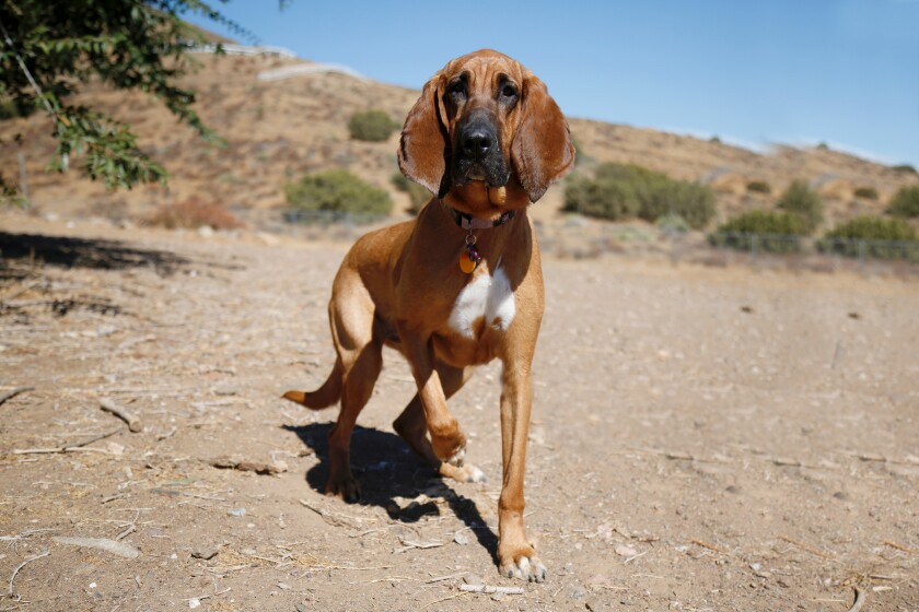 Riggs - Ears Category