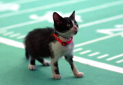 Highlights - A Deciding Moment - Kitten Bowl VII