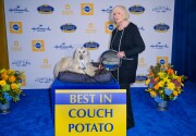 Highlights - Best in Coach Potato - American Dog Rescue Show 2020