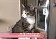 Princeton - Adoption Ever After - Home & Family