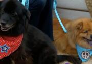Samson and Delilah - Adoption Ever After - Home & Family