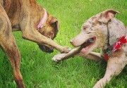 Highlights - Bonded Pairs - American Rescue Dog Show 2020