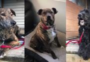 Shelter to Service Program