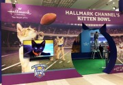 Kitten Live Time-lapse - Kitten Bowl V