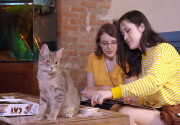 Highlights - The Brooklyn Cat Cafe - Kitten Bowl VII