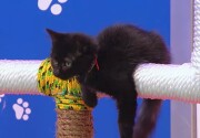 Cat-lete of the Week - Computer 3.0 - Kitten Bowl VII