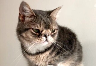 Highlights - Smushie’s Story - Kitten Bowl VII