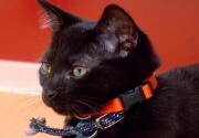 Cat-lete of the Week - Jingle, Belle & Holly - Episode 1