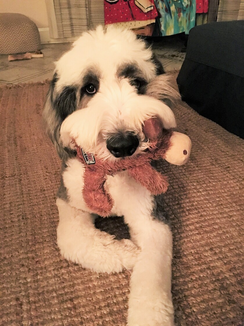 Riley - Fetching Category