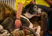 Highlights - Seniors For Seniors - American Dog Rescue Show 2020