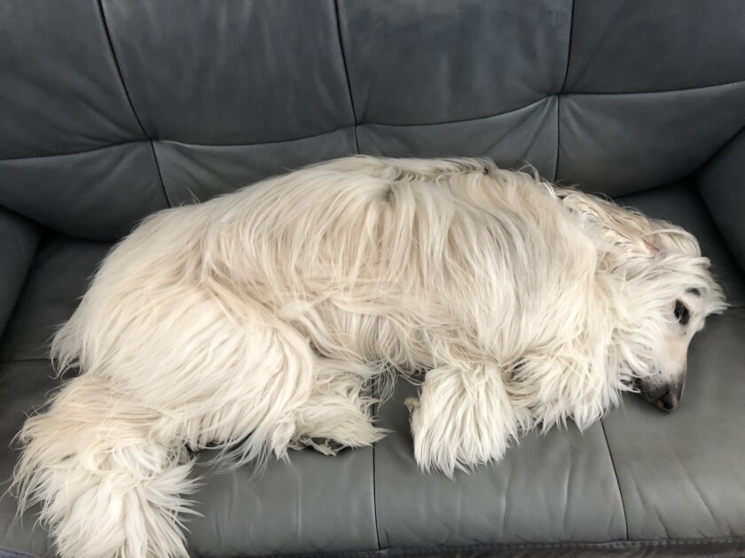 Spencer - Couch Potato Category