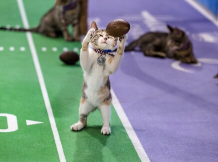 Touchdowns - Countdown to Kitten Bowl