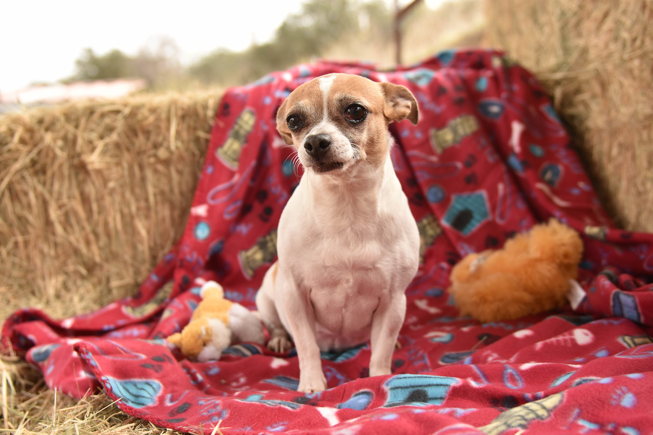 2019 rescue dog show