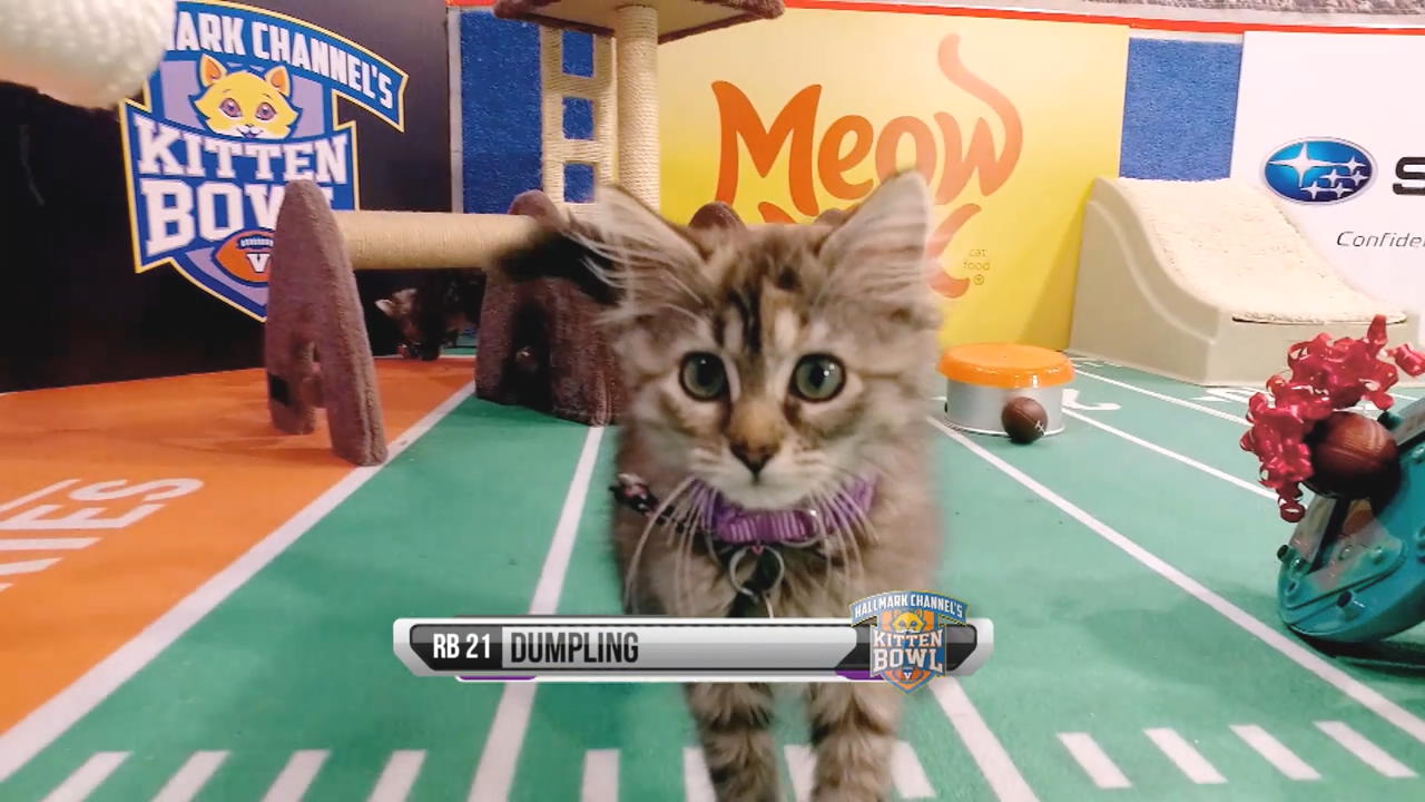 Kitten Bowl Vii The Latest News
